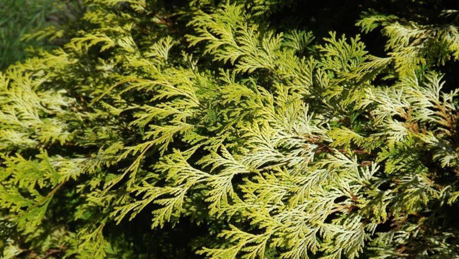 Chamaecyparis Obtusa Elmwood Gold - View 3 from www redcrocus com