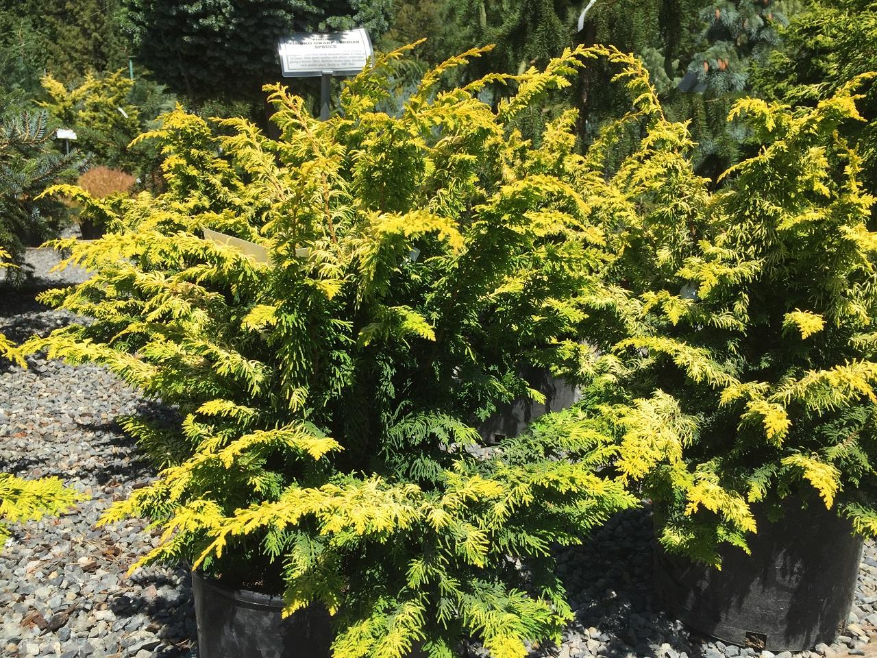 Chamaecyparis Obtusa Elmwood Gold - View 5 from www redcrocus com