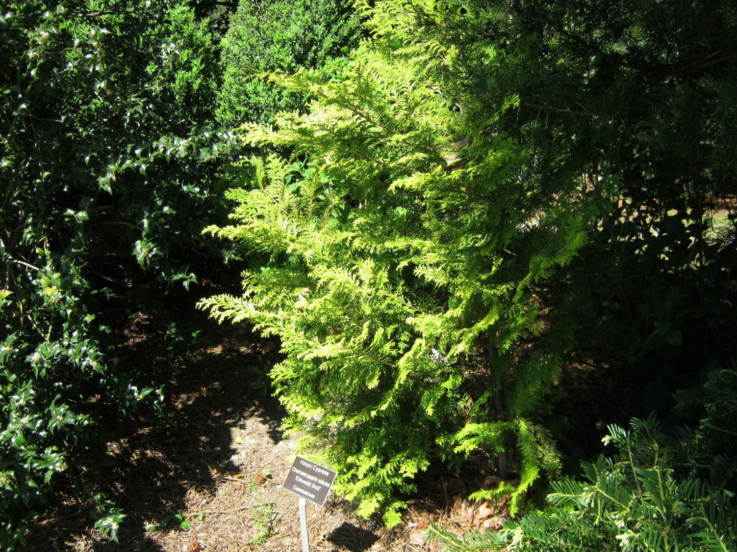 Chamaecyparis Obtusa Elmwood Gold - View 6 from www redcrocus com