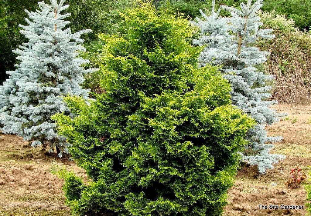 Chamaecyparis Obtusa Elmwood Gold - View 7 from www redcrocus com