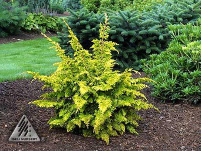 Chamaecyparis Obtusa Elmwood Gold - View 9 from www redcrocus com