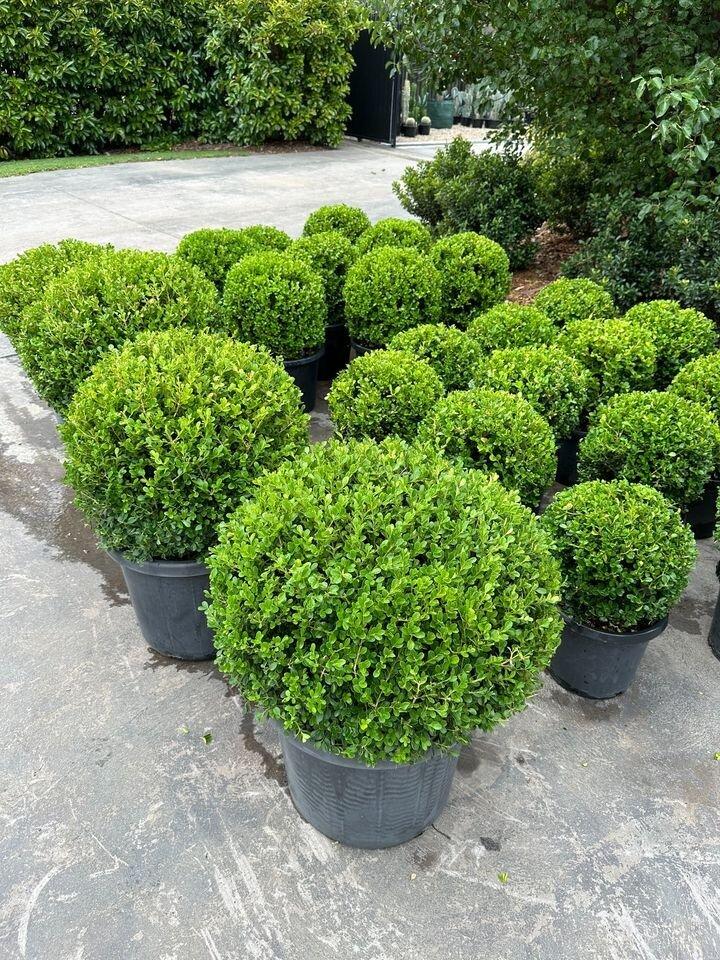 Buxus Microphylla Green Mountain 2 Ball - View 10 from www redcrocus com