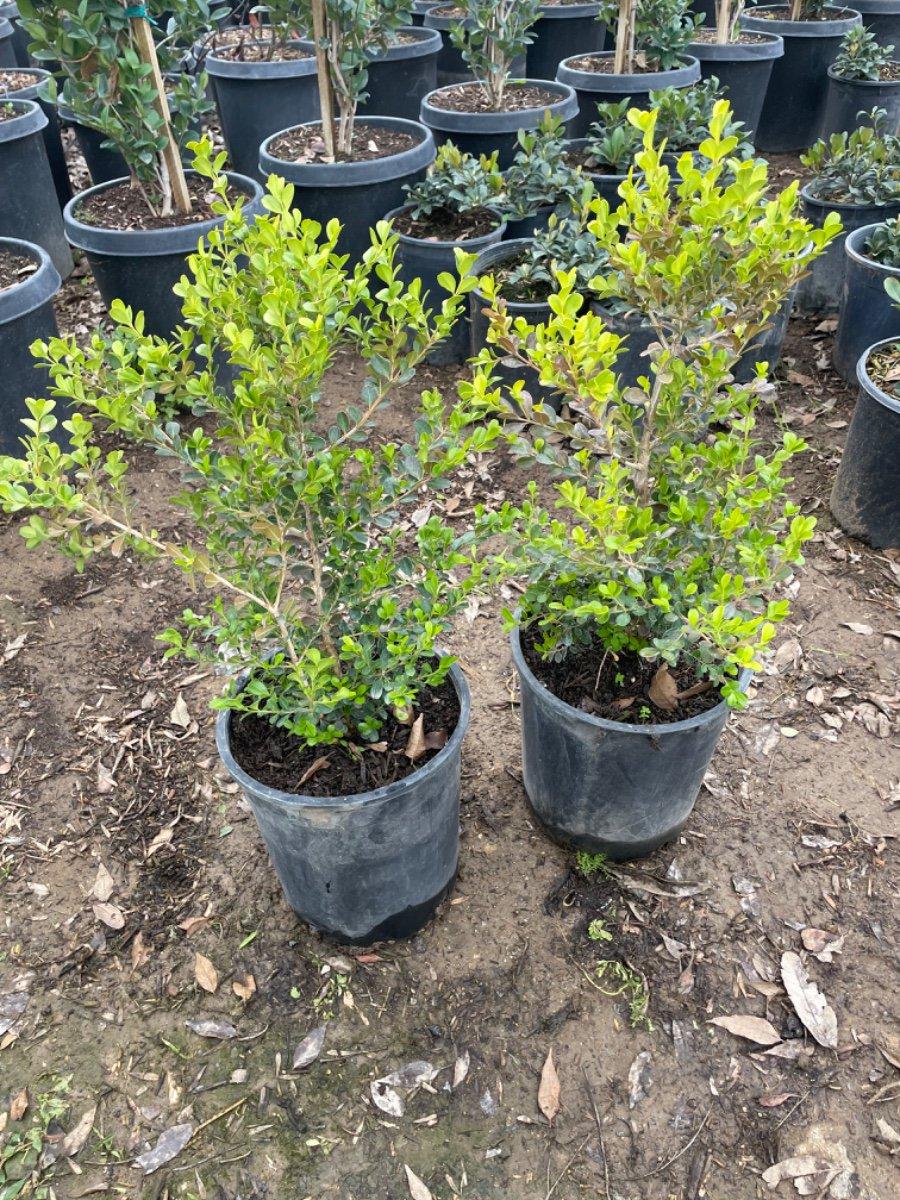 Buxus Microphylla Green Mountain 2 Ball - View 11 from www redcrocus com