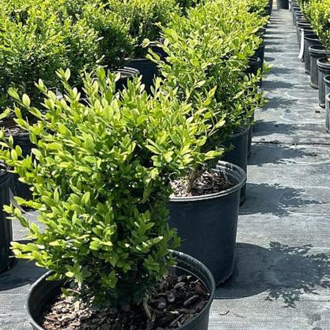 Buxus Microphylla Green Mountain 2 Ball - View 12 from www redcrocus com