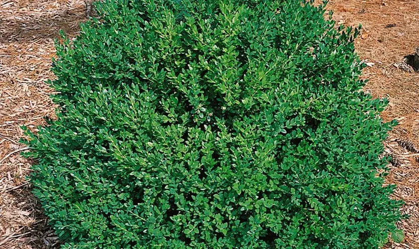 Buxus Microphylla Green Mountain 2 Ball - View 16 from www redcrocus com