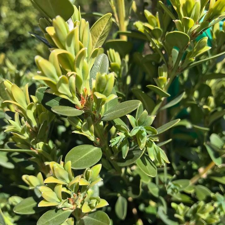 Buxus Microphylla Green Mountain 2 Ball - View 17 from www redcrocus com