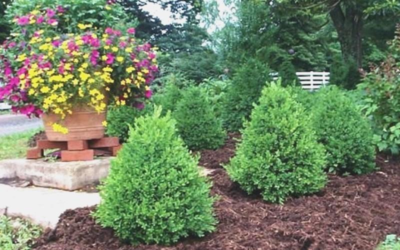 Buxus Microphylla Green Mountain 2 Ball - View 18 from www redcrocus com