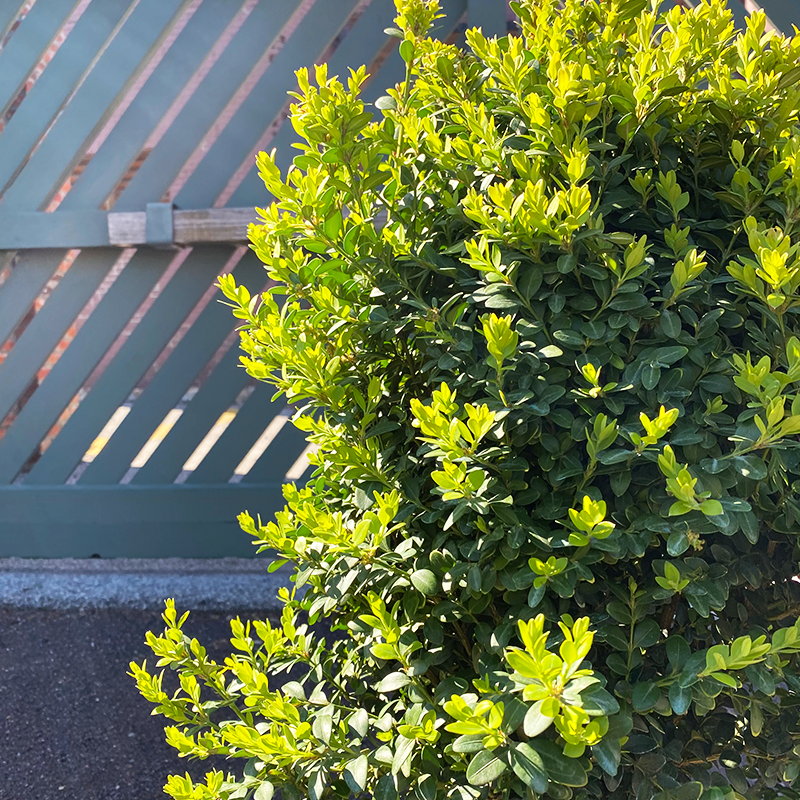 Buxus Microphylla Green Mountain 2 Ball - View 3 from www redcrocus com