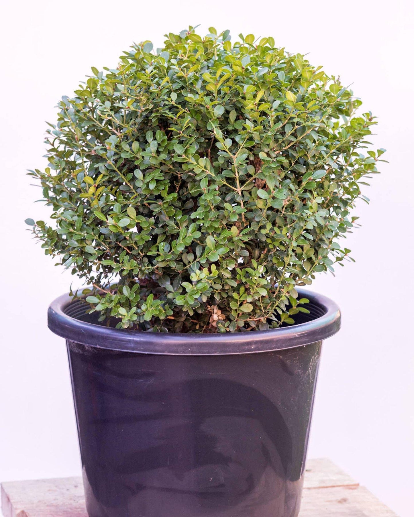 Buxus Microphylla Green Mountain 2 Ball - View 6 from www redcrocus com