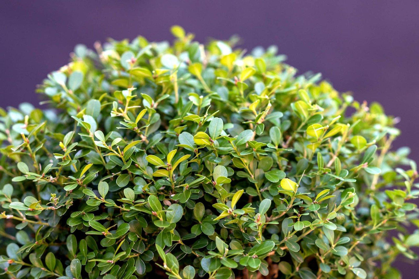 Buxus Microphylla Green Mountain 2 Ball - View 8 from www redcrocus com