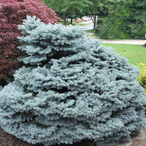 Picea Pungens Thume - View 10 from www redcrocus com