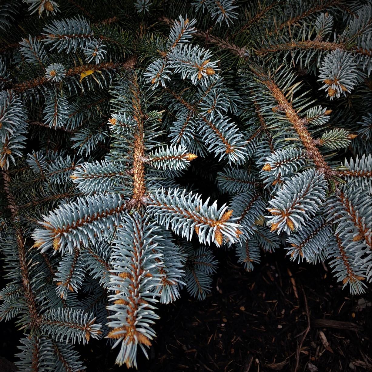 Picea Pungens Thume - View 11 from www redcrocus com