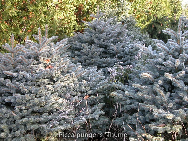 Picea Pungens Thume - View 13 from www redcrocus com