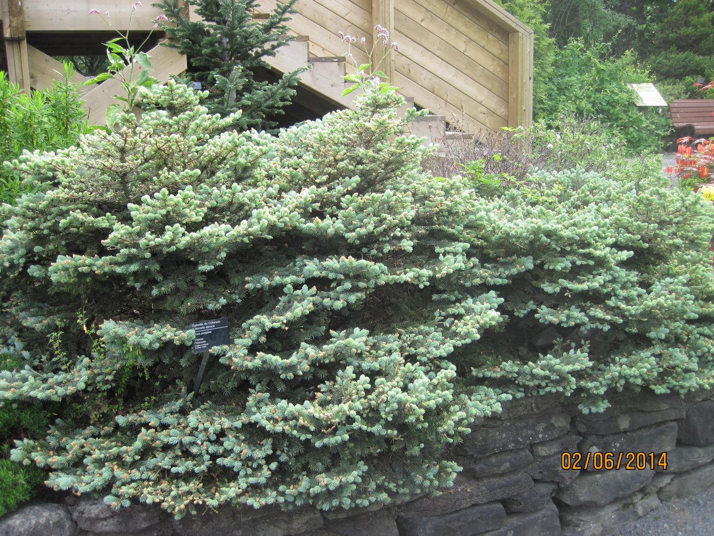 Picea Pungens Thume - View 2 from www redcrocus com