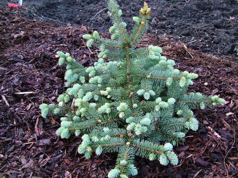 Picea Pungens Thume - View 3 from www redcrocus com