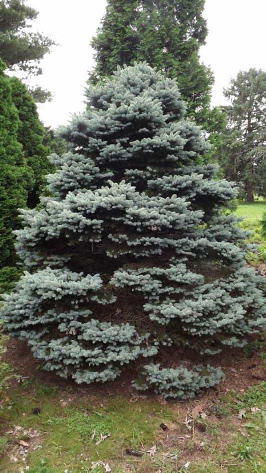 Picea Pungens Thume - View 4 from www redcrocus com