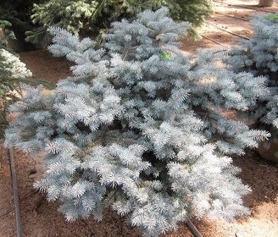 Picea Pungens Thume - View 5 from www redcrocus com