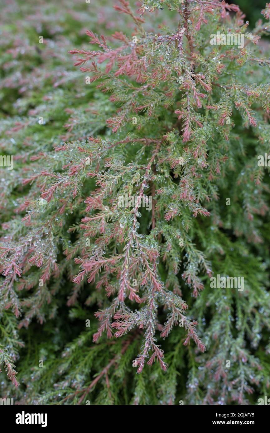 Thuja Occidentalis Fire Chief - View 17 from www redcrocus com