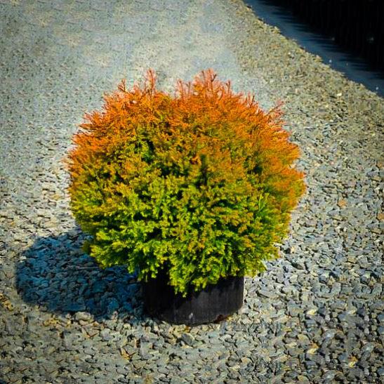 Thuja Occidentalis 'fire Chief' - View 17 from www redcrocus com
