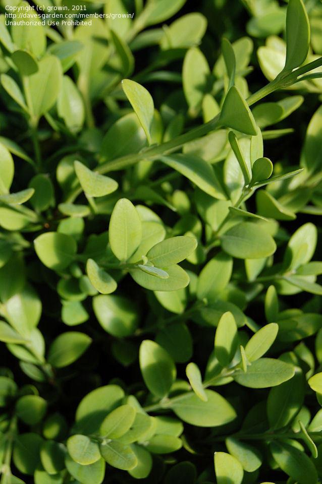 Buxus Microphylla Green Beauty - View 16 from www redcrocus com