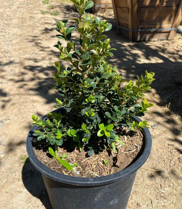 Buxus Microphylla Green Beauty - View 17 from www redcrocus com