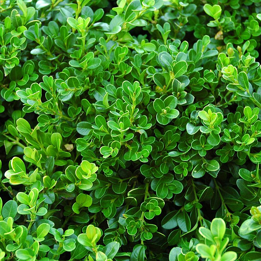 Buxus Microphylla Green Beauty - View 3 from www redcrocus com