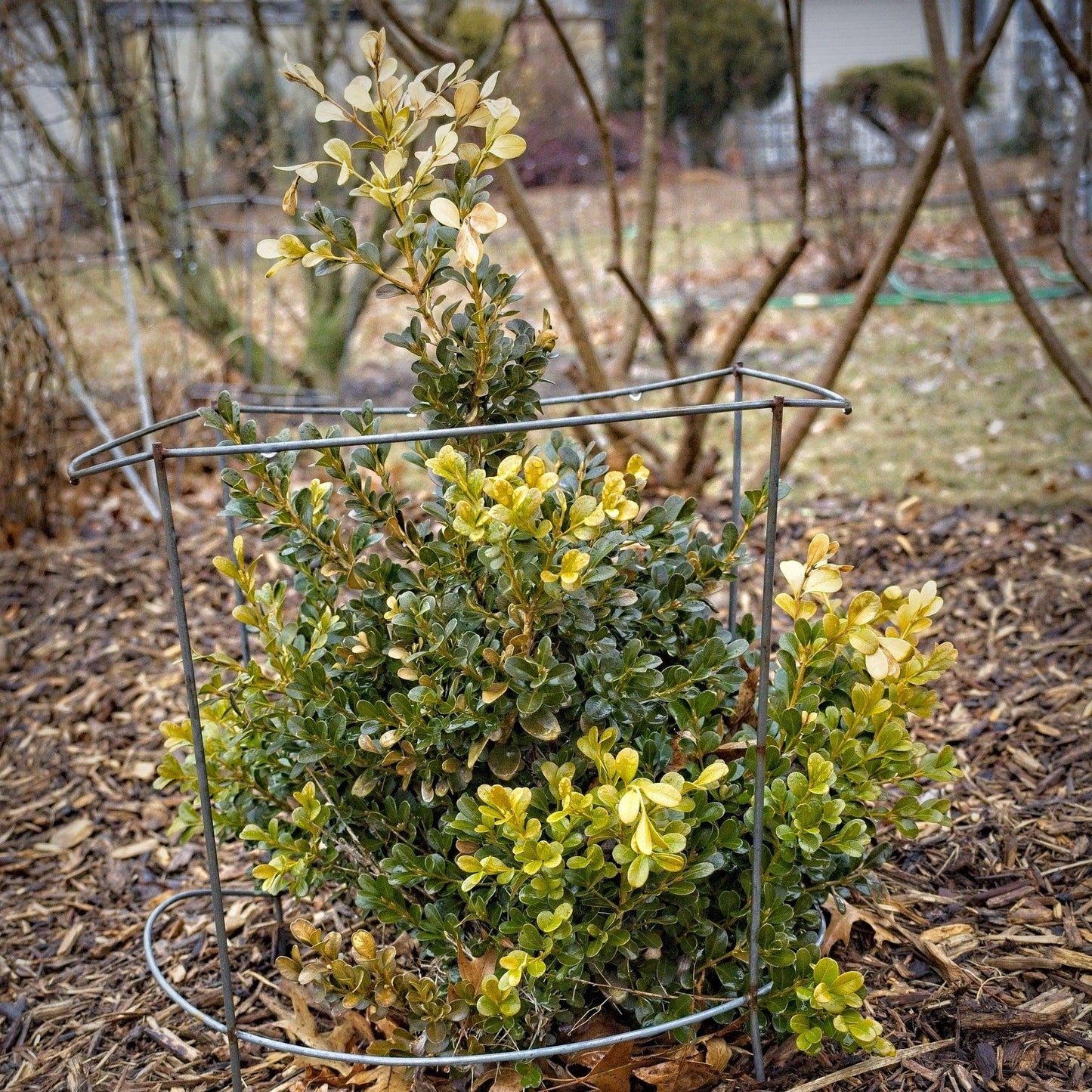 Buxus Microphylla Green Beauty - View 8 from www redcrocus com