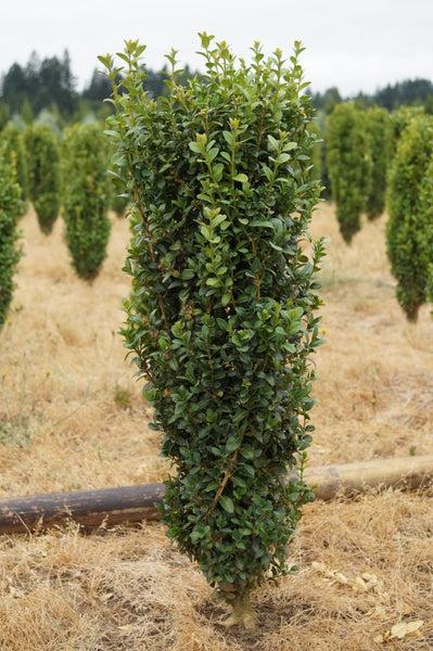 Buxus Sempervirens Dee Runk - View 18 from www redcrocus com