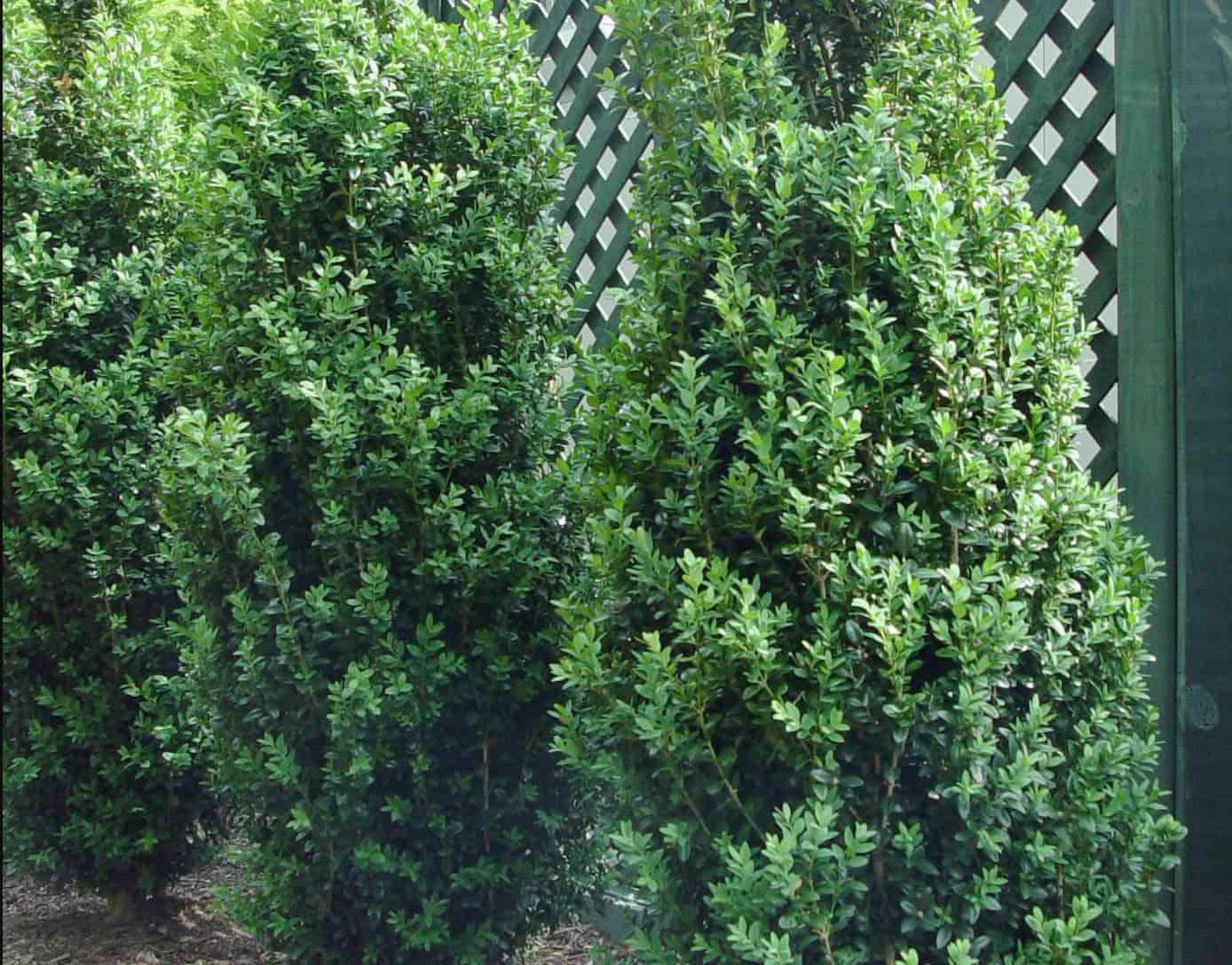 Buxus Sempervirens Dee Runk - View 8 from www redcrocus com