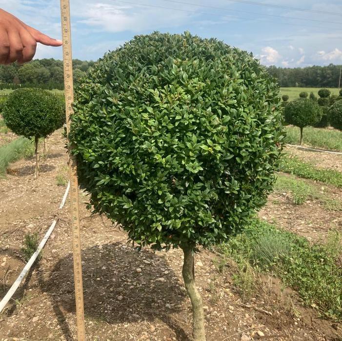 Buxus Sempervirens Dee Runk - View 8 from www redcrocus com