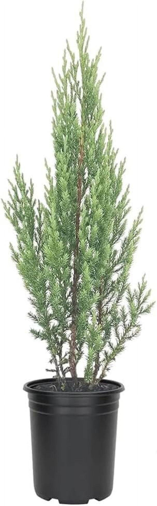 Juniperus Chinensis Rosefields Perfect - View 10 from www redcrocus com