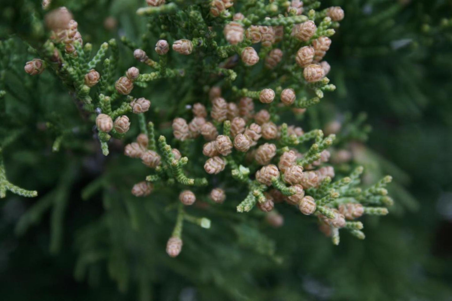 Juniperus Chinensis Rosefields Perfect - View 11 from www redcrocus com