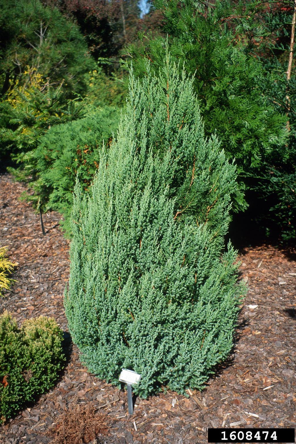 Juniperus Chinensis Rosefields Perfect - View 12 from www redcrocus com