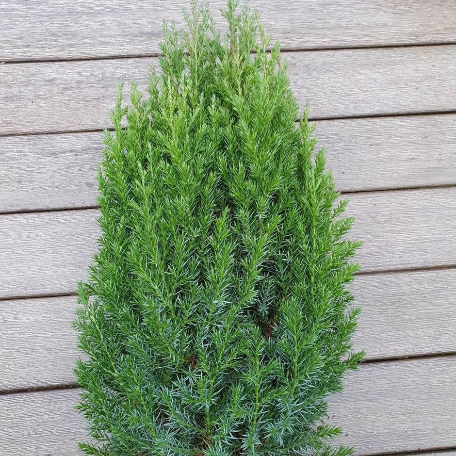 Juniperus Chinensis Rosefields Perfect - View 14 from www redcrocus com