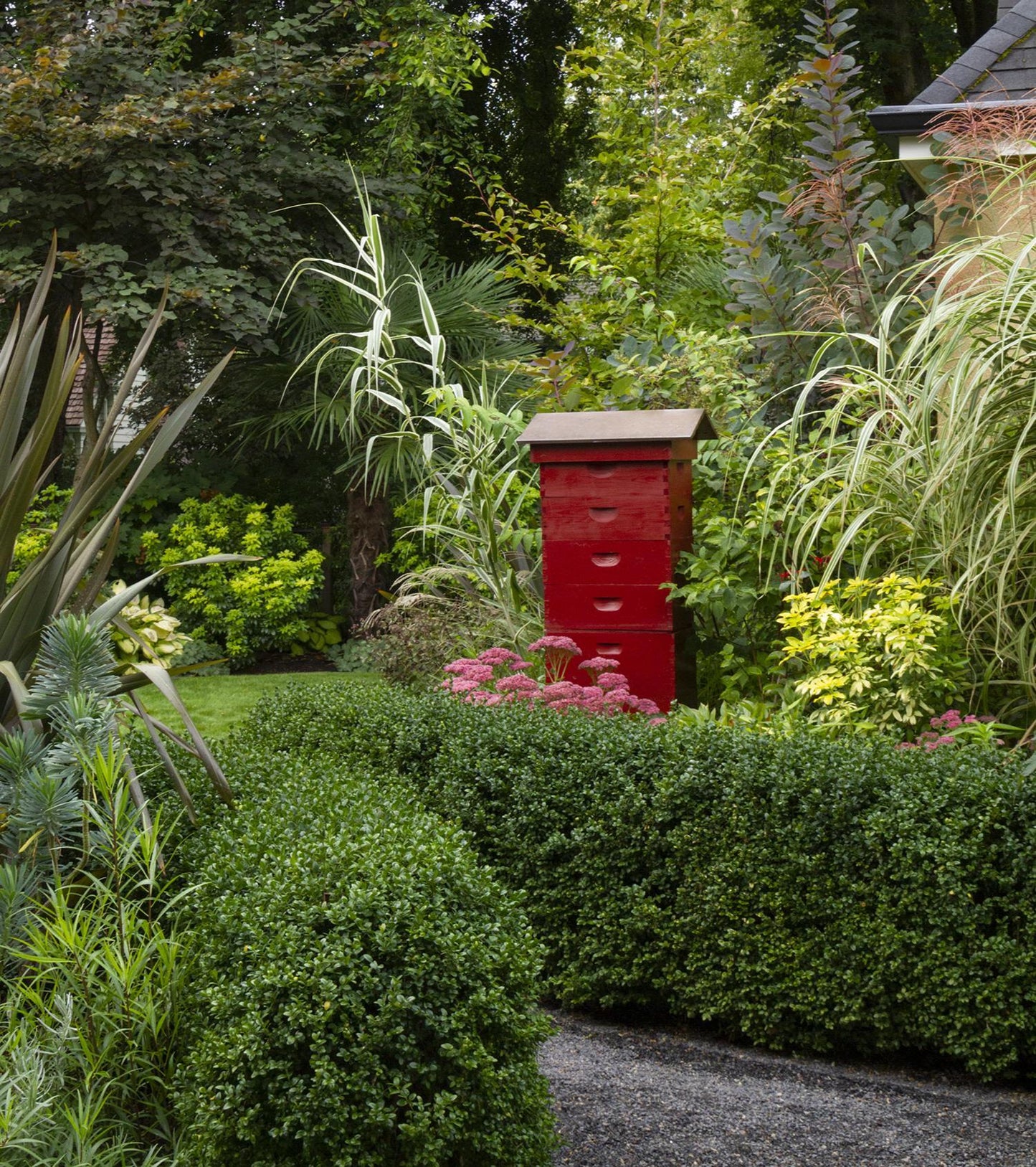 Buxus Microphylla 'green Beauty' - View 19 from www redcrocus com