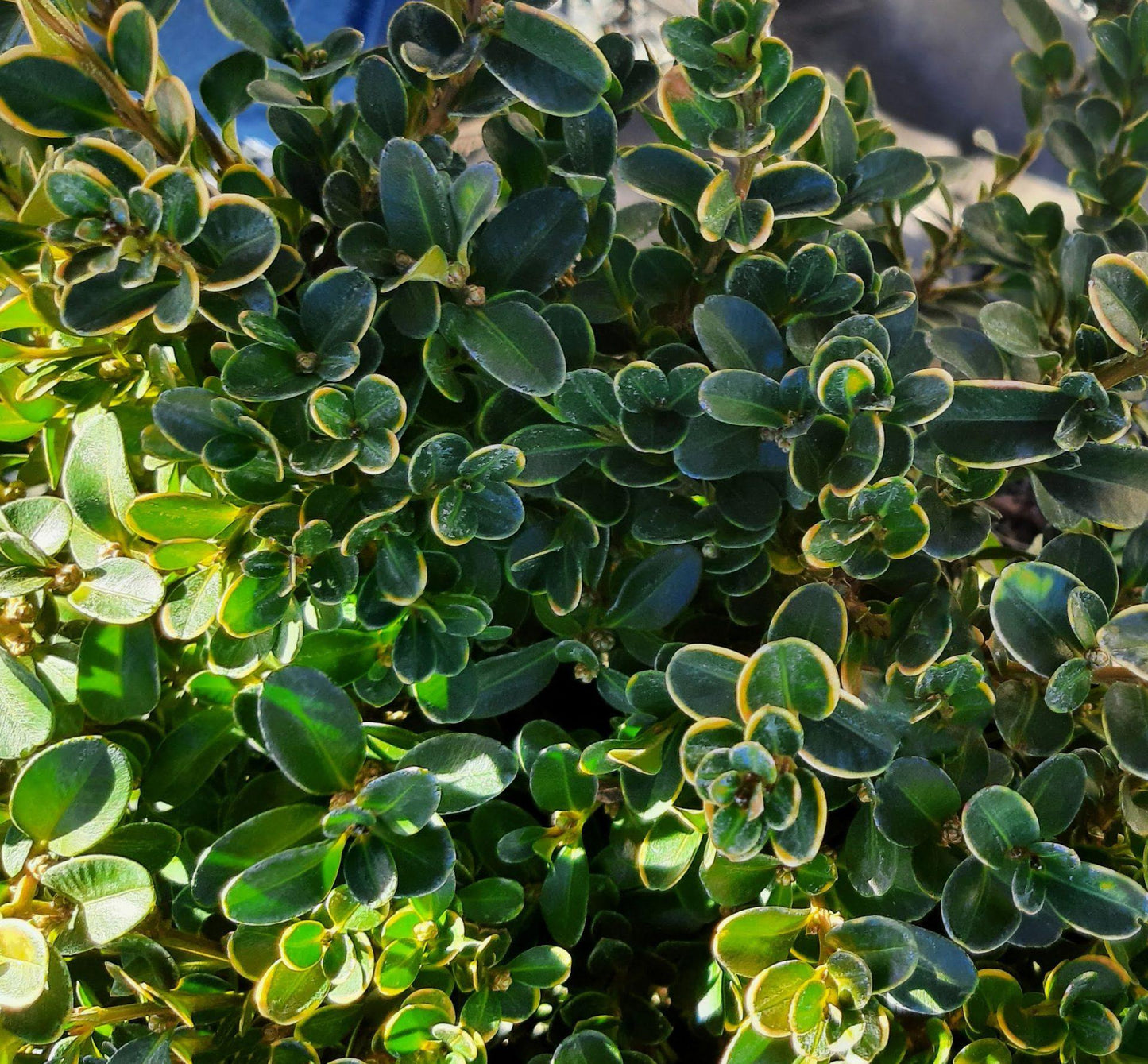 Buxus Microphylla 'green Beauty' - View 20 from www redcrocus com