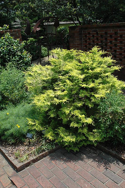 Chamaecyparis Obtusa 'crippsii' - View 18 from www redcrocus com