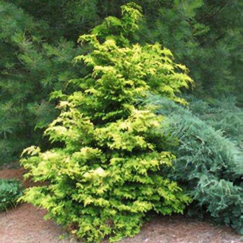Chamaecyparis Obtusa 'crippsii' - View 24 from www redcrocus com