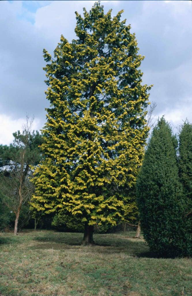 Chamaecyparis Obtusa 'crippsii' - View 30 from www redcrocus com
