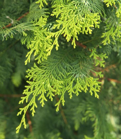 Chamaecyparis Obtusa 'crippsii' - View 33 from www redcrocus com