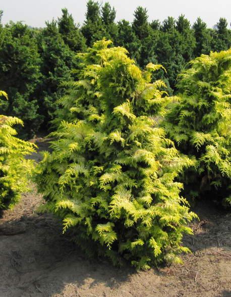 Chamaecyparis Obtusa 'crippsii' - View 38 from www redcrocus com