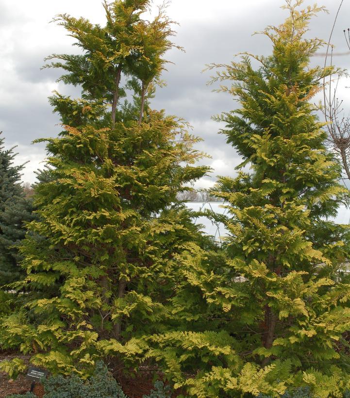 Chamaecyparis Obtusa 'crippsii' - View 7 from www redcrocus com
