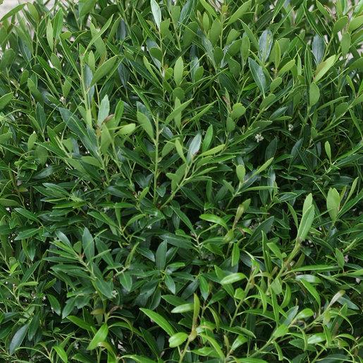Ilex Glabra Gem Box - View 17 from www redcrocus com