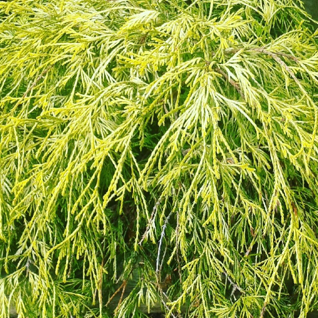 Chamaecyparis Pisifera Filifera - View 13 from www redcrocus com