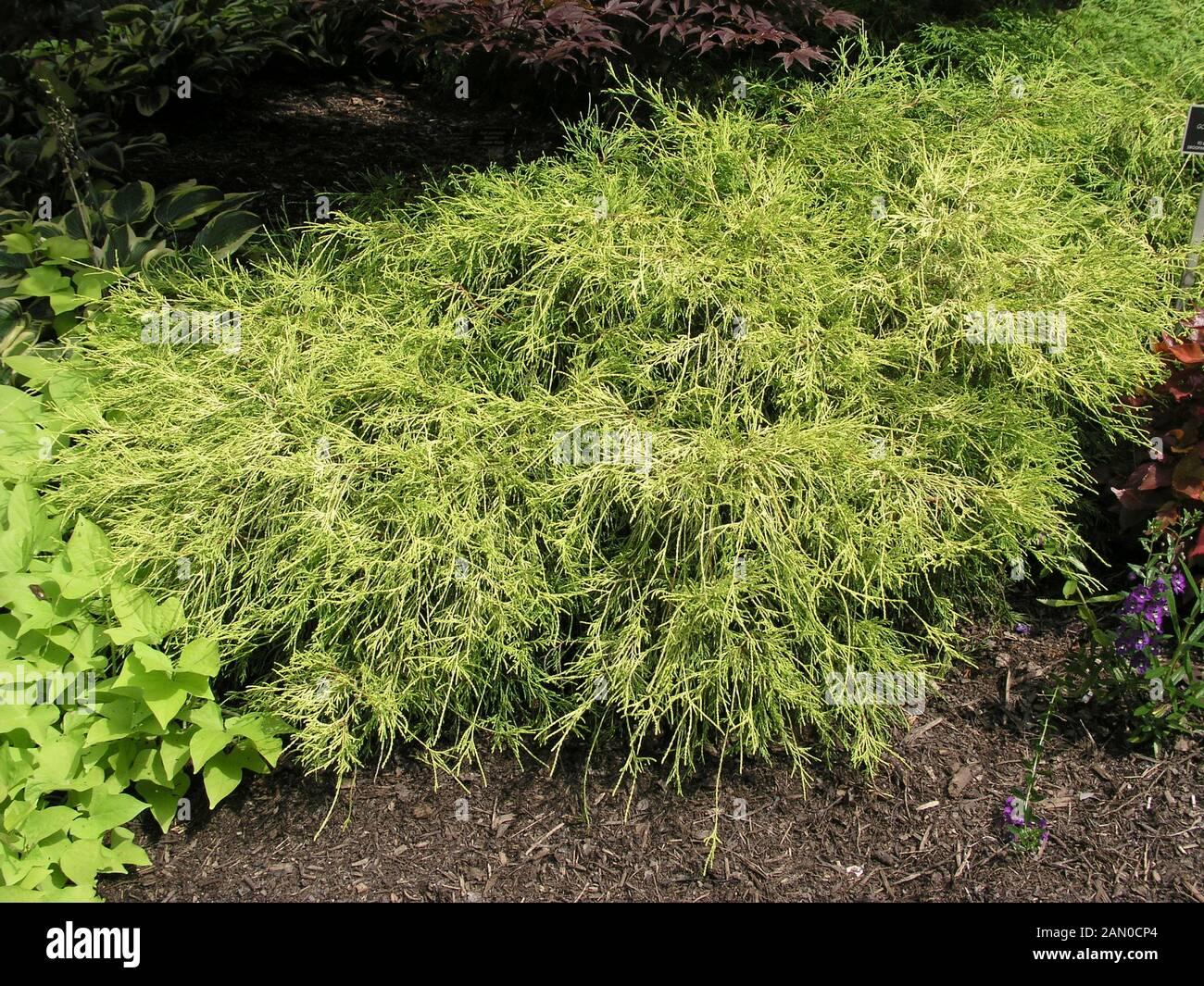 Chamaecyparis Pisifera Filifera - View 17 from www redcrocus com