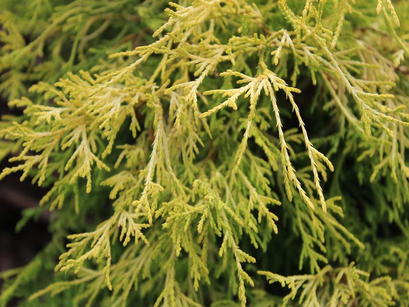 Chamaecyparis Pisifera Filifera - View 9 from www redcrocus com