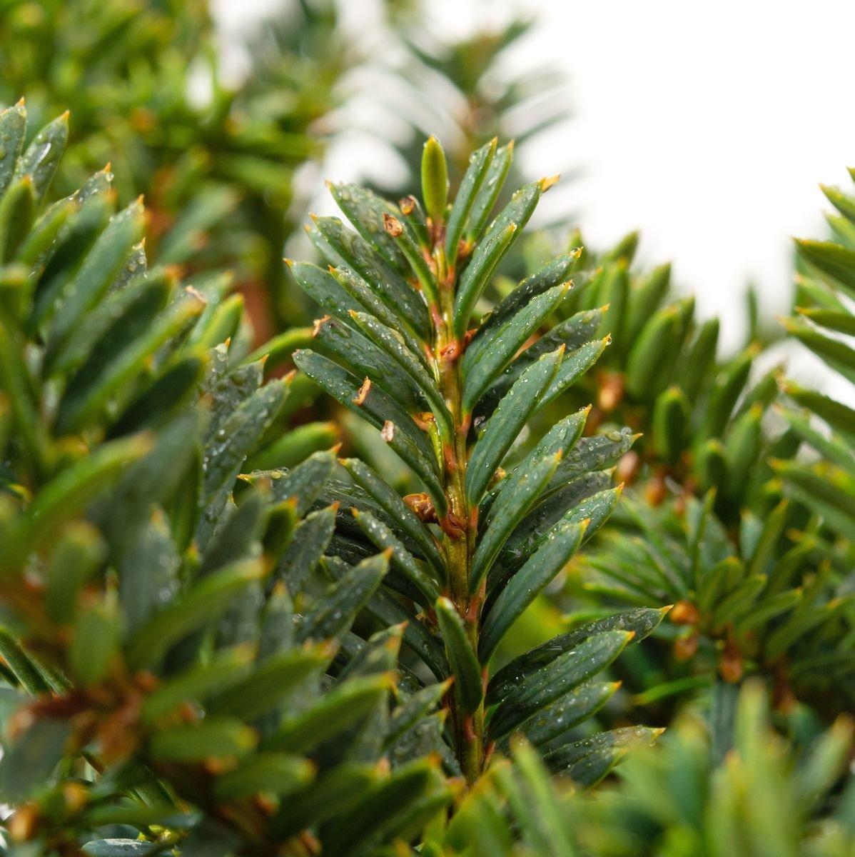 Taxus Media Densiformis - View 16 from www redcrocus com