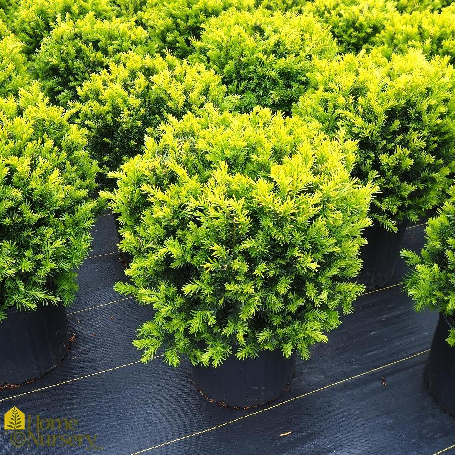 Taxus Media Densiformis - View 2 from www redcrocus com