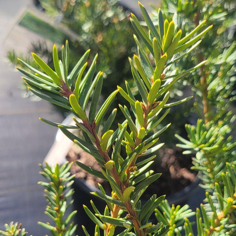 Taxus Media 'densiformis' - View 12 from www redcrocus com