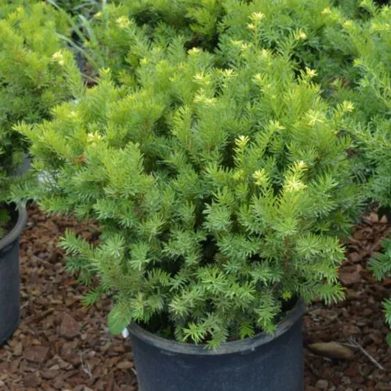 Taxus Media 'densiformis' - View 16 from www redcrocus com